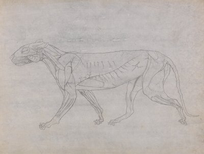 En jämförande anatomisk framställning av människokroppens struktur med tigerns och en vanlig hönas: Tigerkropp, vy från sidan av George Stubbs