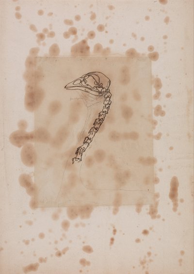 En jämförande anatomisk framställning av människokroppens struktur med tigerns och den vanliga fågelns:  Huvud och hals på höns, vy från sidan av George Stubbs