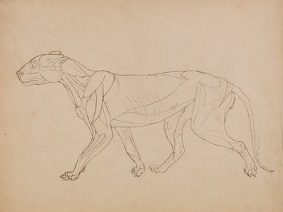 En jämförande anatomisk framställning av människokroppens struktur med tigerns och en vanlig hönas:  Tigerkropp, vy från sidan (Förmodligen gjord som grund för en nyckelfigur) av George Stubbs