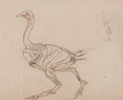 En jämförande anatomisk framställning av människokroppens struktur med tigerns och en vanlig hönas:  Dorking Hen Body, Lateral View (Konturteckning av musklerna) av George Stubbs