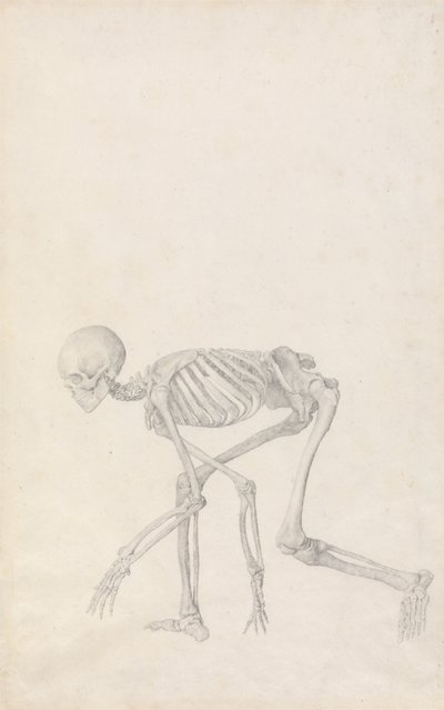 En jämförande anatomisk framställning av människokroppens struktur jämfört med en tiger och en vanlig höna: Människans skelett, sidovy (i hukande ställning; färdig studie till ett opublicerat bord) av George Stubbs