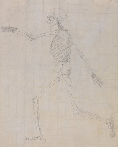 En jämförande anatomisk framställning av människokroppens struktur med tigerns och den vanliga fågelns: Människans skelett, vy från sidan (skelettskiss för nyckelfiguren till tabell III) av George Stubbs