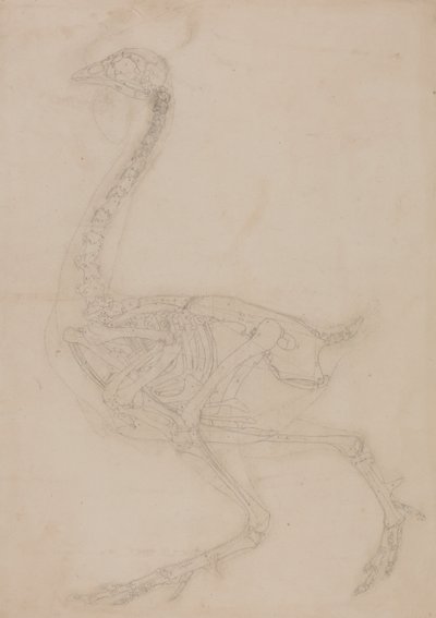 En jämförande anatomisk framställning av människokroppens struktur med tigerns och en vanlig hönas:  Skelett av höns, vy från sidan av George Stubbs