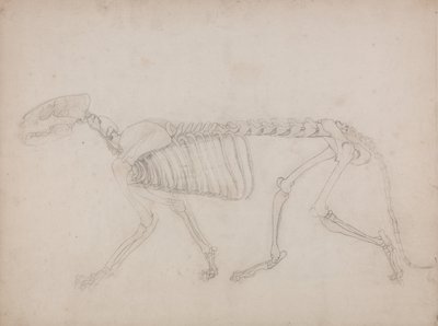 En jämförande anatomisk framställning av människokroppens struktur med tigerns och en vanlig hönas: Tigerskelett, vy från sidan av George Stubbs