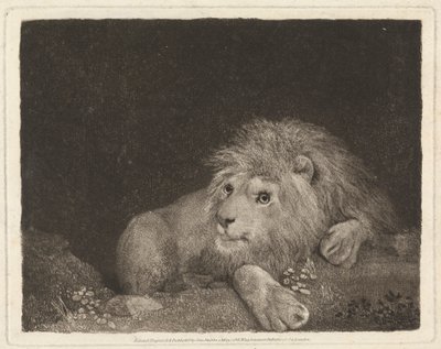 Ett lejon [Ett liggande lejon] av George Stubbs