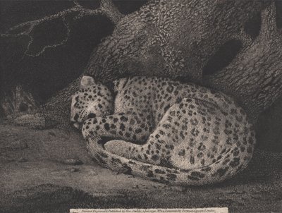 En sovande leopard, graverad av konstnären, pub. 1791 (etsning) av George Stubbs