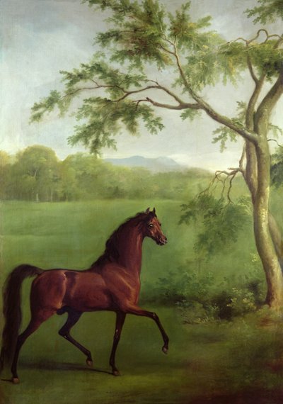 En arabisk hingst under ett träd, ca 1761-63 (olja på duk) av George Stubbs