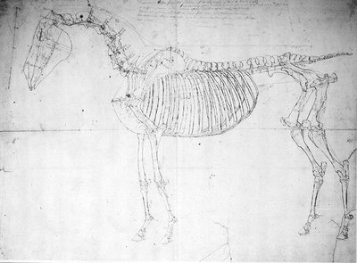 Anatomisk studie av en häst (penna & bläck och penna på papper) av George Stubbs