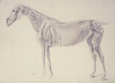 Diagram från Hästens anatomi av George Stubbs