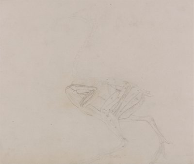 Dorking Hen Body, Lateral View (Studier av musklerna i kroppen och lemmar i ett senare skede av dissektion) av George Stubbs
