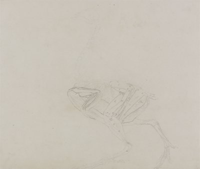 Dorking Hen Body, Lateral View, från en jämförande anatomisk beskrivning av människokroppens struktur med en tiger och en vanlig fågel, 1795-1806 (grafit på tunt vävt papper) av George Stubbs
