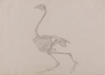 Dorking Hen Skeleton, Lateral View (Färdig studie för en opublicerad tabell) av George Stubbs