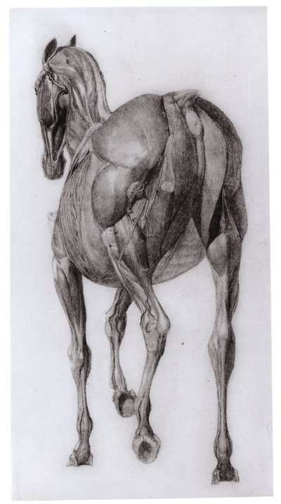 Ryggvy av muskelstrukturen hos en progressivt dissekerad häst, studie nr 7 från The Anatomy of the Horse, 1766 av George Stubbs