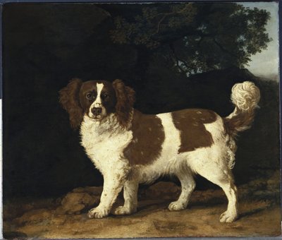 Fanny, Mrs Musters favoritspaniel, stående i ett skogslandskap, 1777 av George Stubbs