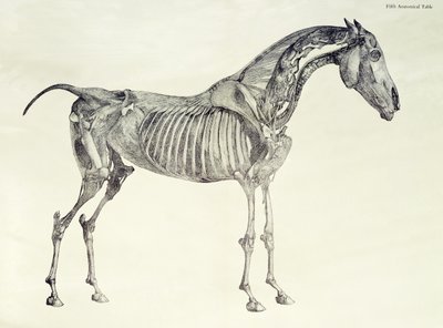 Femte anatomiska tabellen, från "The Anatomy of the Horse" av George Stubbs