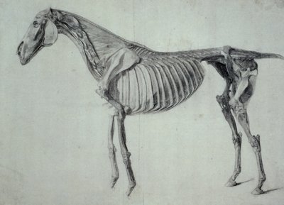 Avslutad studie för det femte anatomiska bordet för en häst (grafit på papper) av George Stubbs