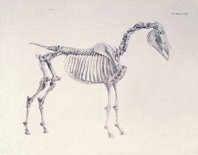 Första skelettbordet, från "Hästens anatomi". av George Stubbs