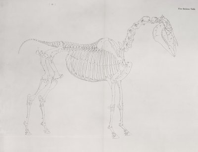 Första skelettbordet, från "The Anatomy of the Horse" av George Stubbs
