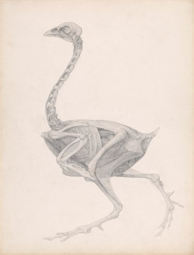 Fågelkropp, sidovy (högt avslutad studie för en opublicerad tabell; visar det sista steget i dissekering) av George Stubbs