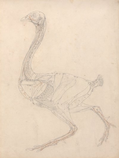 Hönskropp, sidovy (studie för nyckelfiguren till tabell XV) av George Stubbs