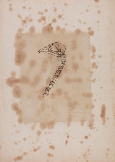 Fågelhuvud och hals, sidovy av George Stubbs