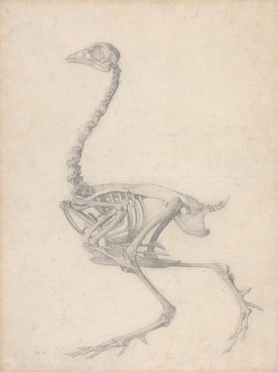 Fågelskelett, sidovy (avslutad studie för tabell V) av George Stubbs