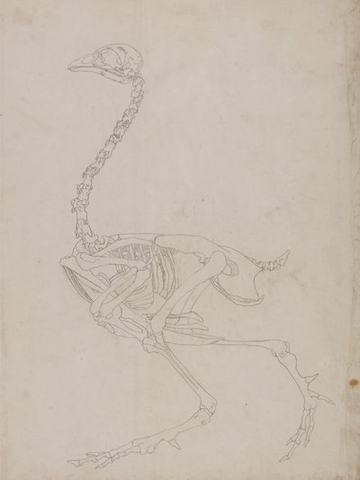 Fowl Skeleton, Lateral View (konturritning av skelettet) av George Stubbs