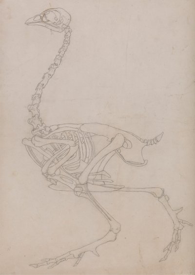 Fowl Skeleton, Lateral View (konturritning av skelettet förberedd för nyckelfiguren i Tabell V) av George Stubbs