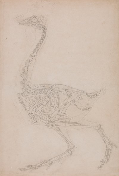 Fågelskelett, sidovy (förmodligen grundläggande studie av proportionerna av fågelskelettet som används för andra ritningar) av George Stubbs