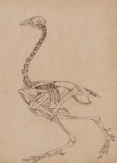 Fowl Skeleton, Lateral View (Studie för nyckeltalet till tabell V) av George Stubbs