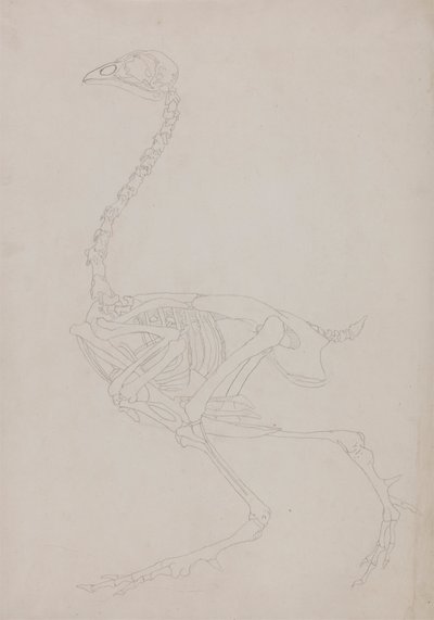 Fågelskelett, sidovy av George Stubbs