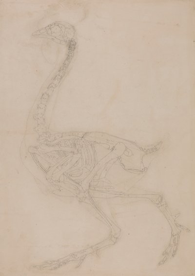 Fågelskelett, sidovy av George Stubbs