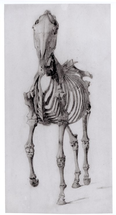 Framifrån av skelettet av en häst, studie nr 10 från The Anatomy of the Horse, 1766 av George Stubbs