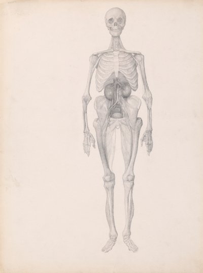 Människofigur, framifrån (avslutad studie av dissektionens slutskede) av George Stubbs