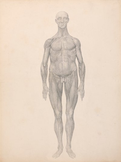 Människofigur, vy framifrån, hud och underliggande fasciala lager borttagna (avslutad studie för tabell XI) av George Stubbs