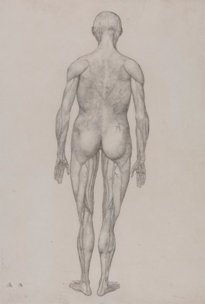 Människofigur, posteriorvy (nästan identisk med färdig ritning för tabell XII) av George Stubbs