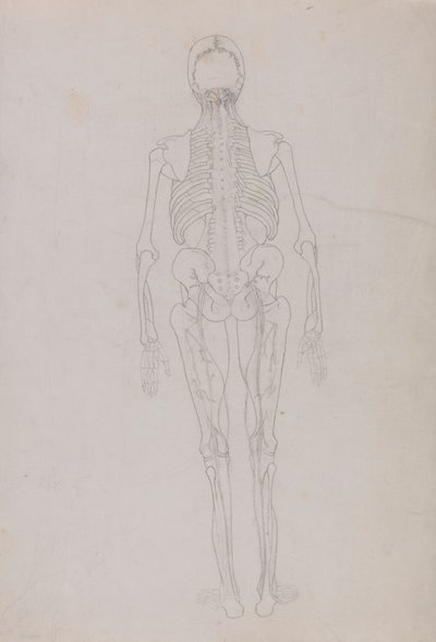 Människofigur, posteriorvy (konturritning för en nyckelfigur som visar dissektionens slutskede) av George Stubbs