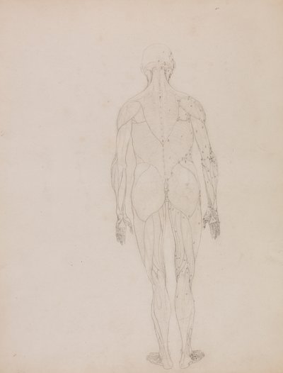 Människofigur, posteriorvy (konturritning för nyckelfigur till tabell XII) av George Stubbs