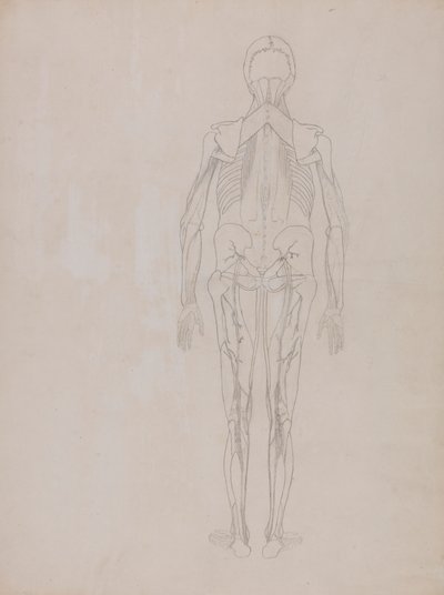 Människofigur, posteriorvy (konturritning för nyckelfiguren på en opublicerad platta) av George Stubbs