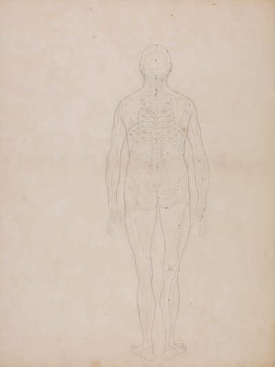 Människofigur, posterior vy av George Stubbs
