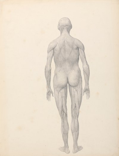 Människofigur, posteriorvy, delvis dissekerad (avslutad studie för tabell XII) av George Stubbs