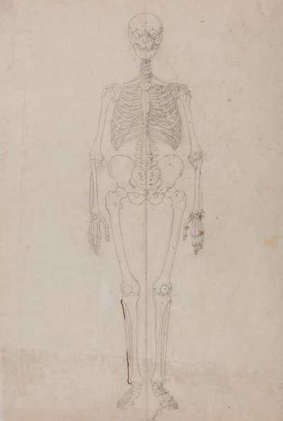 Mänskligt skelett, framifrån (slutstudie) av George Stubbs