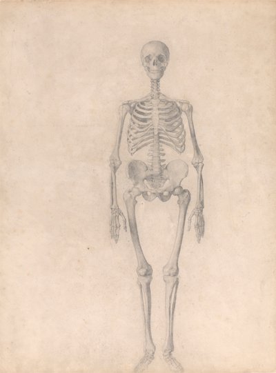 Mänskligt skelett, framifrån (avslutad studie för tabell I) av George Stubbs