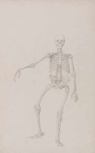 Mänskligt skelett, framifrån (höger arm utsträckt; färdig studie för opublicerad tabell) av George Stubbs