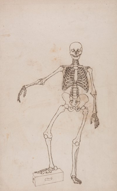 Mänskligt skelett, framifrån av George Stubbs