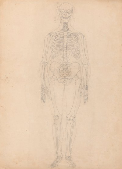 Mänskligt skelett, framifrån av George Stubbs