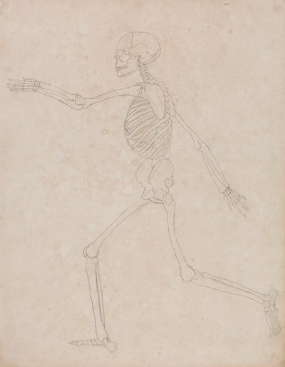 Mänskligt skelett, sidovy (kan ha förberetts från början för att användas som nyckelfigur i Tabell III men övergavs senare) av George Stubbs