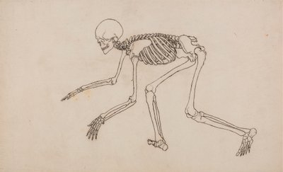 Mänskligt skelett, sidovy av George Stubbs