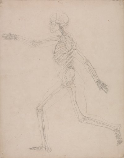 Mänskligt skelett, sidovy av George Stubbs
