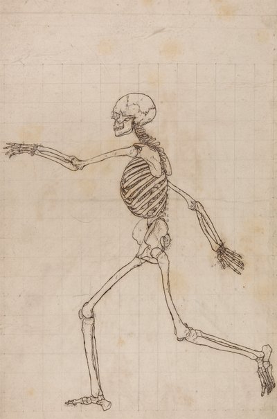 Mänskligt skelett, sidovy av George Stubbs